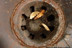 Gajgry-3